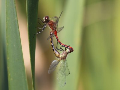 White-faced Meadowhawk (Mating Pair)