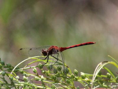 White-faced Meadowhawk (Adult Male)