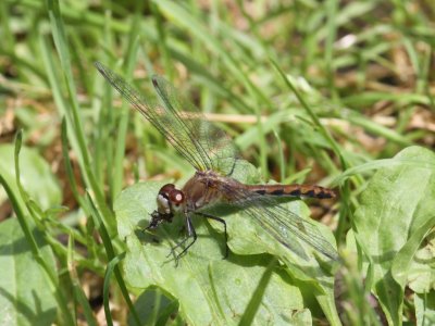 White-faced Meadowhawk (Adult Female)