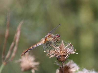 Ruby Meadowhawk (Female)