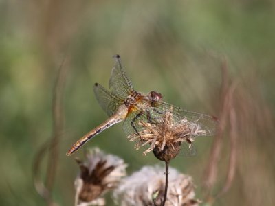 Ruby Meadowhawk (Female)