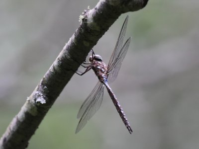 Variable Darner (Male)