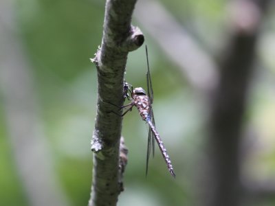 Variable Darner (Male)