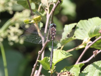 Ski-tipped Emerald (Male)