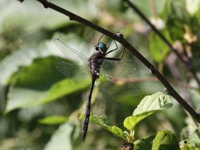 Ski-tipped Emerald (Male)