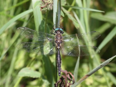Ocellated Emerald (Male)
