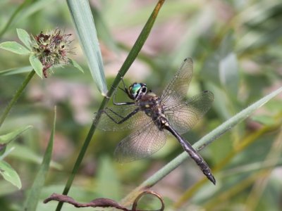 Ocellated Emerald (Male)