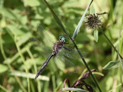 Ocellated Emerald (Male)
