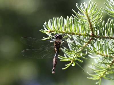 Brush-tipped Emerald (Male)