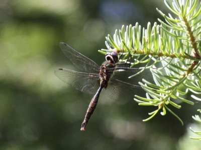 Brush-tipped Emerald (Male)