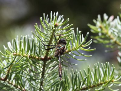Brush-tipped Emerald (Male)