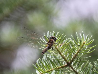 Brush-tipped Emerald (Male)