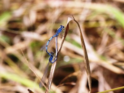 Familiar Bluet (Mating Pair)