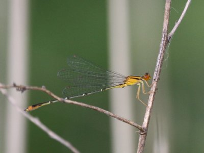 Orange Bluet