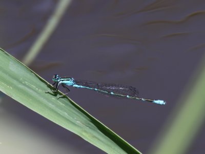Stream Bluet (Male)