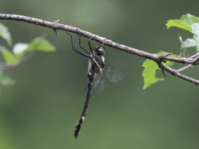 g1/08/900808/3/125587071.4A3ZWFVX.jpg