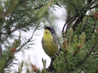 Kirtland's Warbler