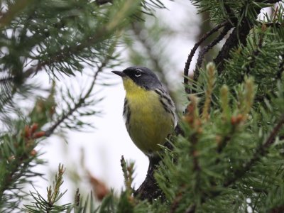 Kirtland's Warbler