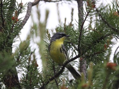 Kirtland's Warbler