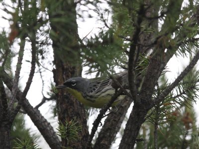 Kirtland's Warbler