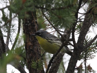 Kirtland's Warbler