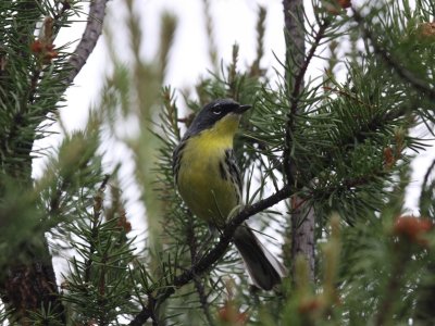 Kirtland's Warbler