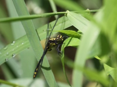 Riverine Clubtail (Juvenile Male)