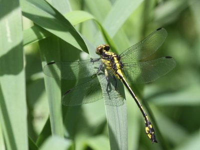 Riverine Clubtail (Juvenile Male)