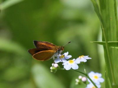 Least Skipper