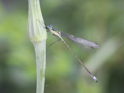 Elegant Spreadwing