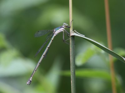 Elegant Spreadwing (Female)