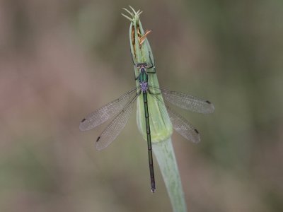 Elegant Spreadwing (Female)