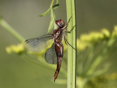 Spot-winged Glider