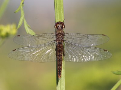 Spot-winged Glider