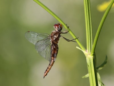 Spot-winged Glider