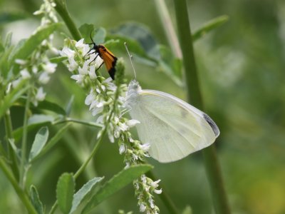 Cabbage White