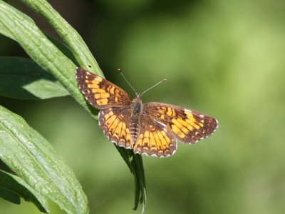 Harris' Checkerspot