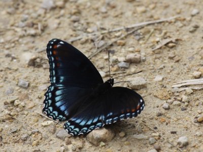 Red-spotted Purple