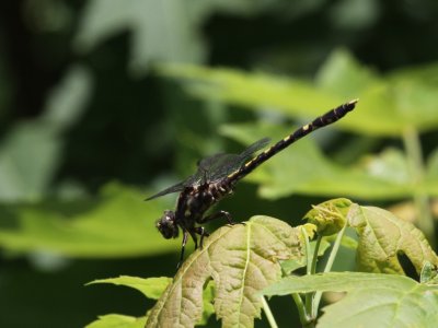 Common Sanddragon (Male)