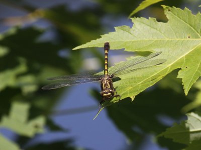 Common Sanddragon (Male)