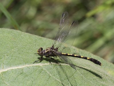 Common Sanddragon (Male)