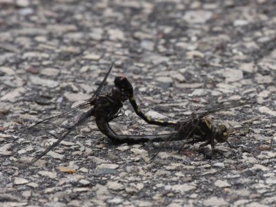 Common Sanddragon (Mating Pair)