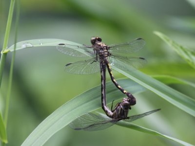 Common Sanddragon (Mating Pair)