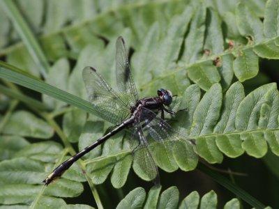 Lancet Clubtail (Male)