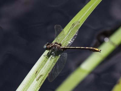 Lancet Clubtail (Male)