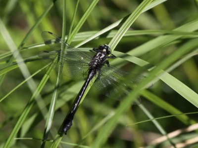 Mustached Clubtail (Male)