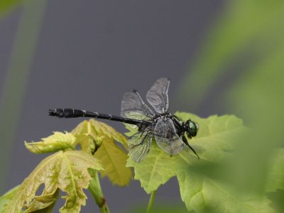 Mustached Clubtail (Male)