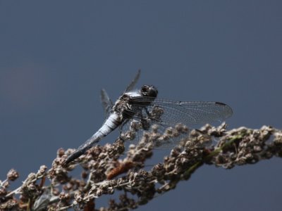 Chalk-fronted Corporal (Male)