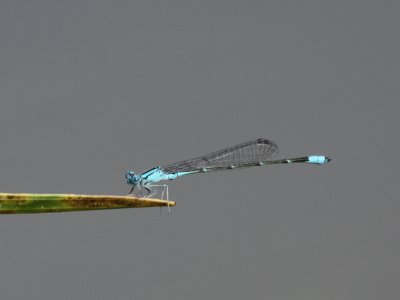 Slender Bluet (Male)