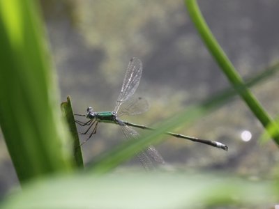 Elegant Spreadwing (Male)